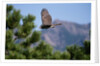 Juvenile Goshawk in Flight by Anonymous