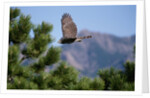 Juvenile Goshawk in Flight by Anonymous