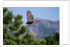 Juvenile Goshawk in Flight by Anonymous