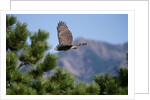 Juvenile Goshawk in Flight by Anonymous