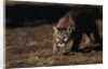 Mountain Lion Hunting by Anonymous