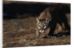 Mountain Lion Hunting by Anonymous