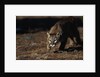 Mountain Lion Hunting by Anonymous