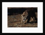 Mountain Lion Hunting by Anonymous