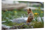 Red Fox and Beach Arnica by Anonymous