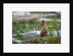 Red Fox and Beach Arnica by Anonymous