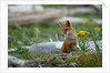 Red Fox and Beach Arnica by Anonymous