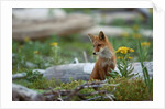 Red Fox and Beach Arnica by Anonymous