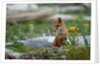 Red Fox and Beach Arnica by Anonymous