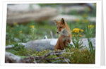 Red Fox and Beach Arnica by Anonymous