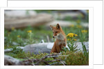 Red Fox and Beach Arnica by Anonymous
