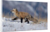 Red Fox Running in Snowy Meadow by Anonymous