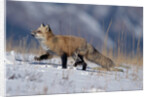 Red Fox Running in Snowy Meadow by Anonymous