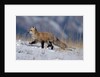 Red Fox Running in Snowy Meadow by Anonymous