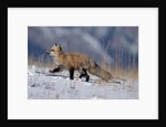 Red Fox Running in Snowy Meadow by Anonymous
