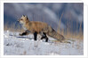 Red Fox Running in Snowy Meadow by Anonymous