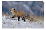 Red Fox Running in Snowy Meadow by Anonymous