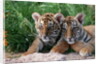 Two Siberian Tiger Cubs by Anonymous