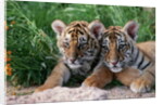 Two Siberian Tiger Cubs by Anonymous