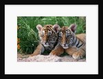 Two Siberian Tiger Cubs by Anonymous