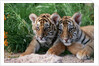 Two Siberian Tiger Cubs by Anonymous