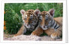 Two Siberian Tiger Cubs by Anonymous