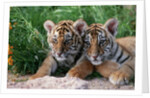 Two Siberian Tiger Cubs by Anonymous