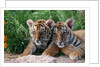Two Siberian Tiger Cubs by Anonymous
