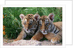 Two Siberian Tiger Cubs by Anonymous