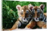 Two Siberian Tiger Cubs by Anonymous