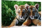 Two Siberian Tiger Cubs by Anonymous