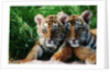 Two Siberian Tiger Cubs by Anonymous
