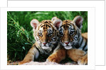 Two Siberian Tiger Cubs by Anonymous