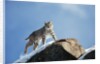 Bobcat Standing on Granite Cliff by Anonymous