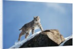 Bobcat Standing on Granite Cliff by Anonymous