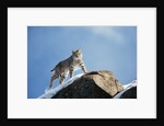 Bobcat Standing on Granite Cliff by Anonymous