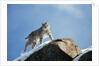 Bobcat Standing on Granite Cliff by Anonymous