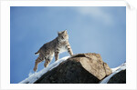 Bobcat Standing on Granite Cliff by Anonymous