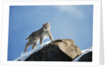 Bobcat Standing on Granite Cliff by Anonymous