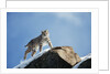 Bobcat Standing on Granite Cliff by Anonymous