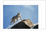 Bobcat Standing on Granite Cliff by Anonymous