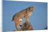 Bobcat Perched on Rocky Outcrop by Anonymous