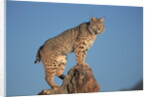 Bobcat Perched on Rocky Outcrop by Anonymous