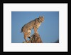 Bobcat Perched on Rocky Outcrop by Anonymous