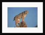 Bobcat Perched on Rocky Outcrop by Anonymous