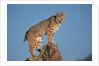Bobcat Perched on Rocky Outcrop by Anonymous