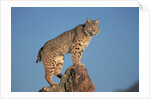 Bobcat Perched on Rocky Outcrop by Anonymous