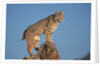 Bobcat Perched on Rocky Outcrop by Anonymous