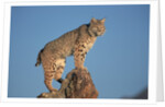 Bobcat Perched on Rocky Outcrop by Anonymous