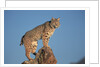 Bobcat Perched on Rocky Outcrop by Anonymous